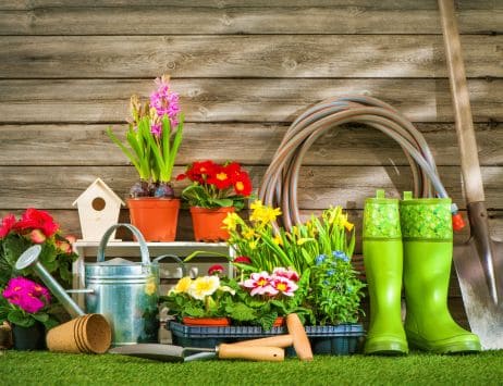 Imagen que muestra una palmera