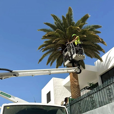 Imagen que muestra el coche de Aridane Díaz, situado junto a una palmera